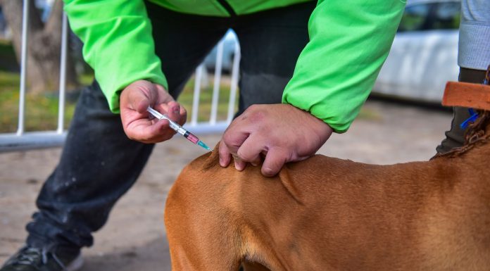 En el 2021, Zoonosis vacunó a más de 30 mil mascotas