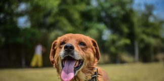 Récord de adopciones en enero