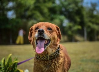 Récord de adopciones en enero