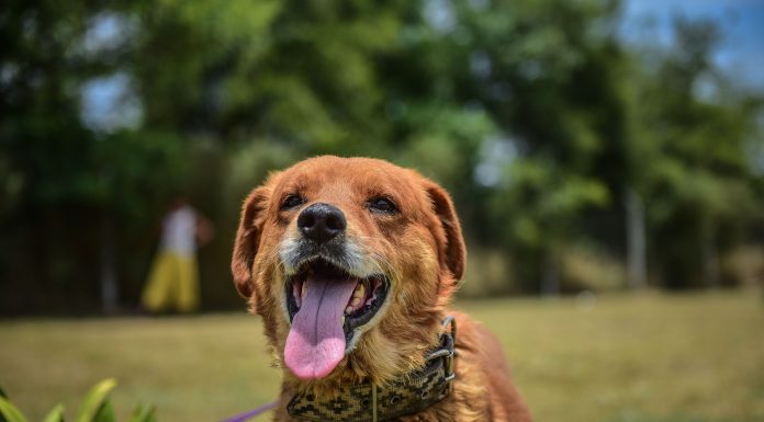 Récord de adopciones en enero