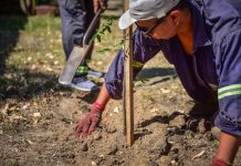 Realizan jornadas de plantación de árboles autóctonos de la ecorregión en distintos puntos del distrito