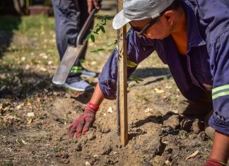 Realizan jornadas de plantación de árboles autóctonos de la ecorregión en distintos puntos del distrito
