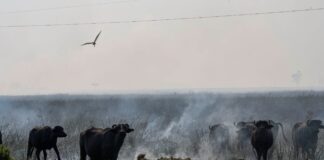 Incendios forestales en el Litoral: Temaikén se suma a la campaña solidaria de la Municipalidad de Escobar para proteger a la fauna silvestre