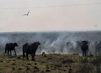 Incendios forestales en el Litoral: Temaikén se suma a la campaña solidaria de la Municipalidad de Escobar para proteger a la fauna silvestre