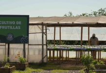 El Polo Ambiental de Maquinista Savio comenzó a producir frutillas