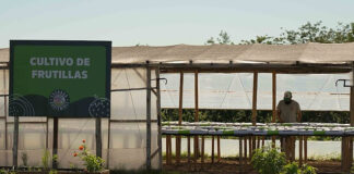 El Polo Ambiental de Maquinista Savio comenzó a producir frutillas