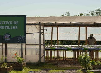 El Polo Ambiental de Maquinista Savio comenzó a producir frutillas