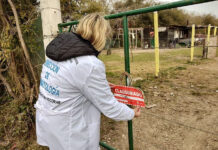 Clausuran criadero de cerdos clandestino