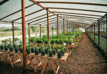 Escobar Sostenible: abrió las puertas el segundo Vivero de Plantas Nativas del distrito