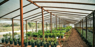 Escobar Sostenible: abrió las puertas el segundo Vivero de Plantas Nativas del distrito