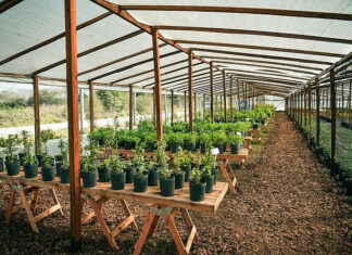 Escobar Sostenible: abrió las puertas el segundo Vivero de Plantas Nativas del distrito