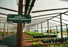 En lo que va del año los viveros municipales ya produjeron 9.300 plantas nativas de la ecorregión Delta