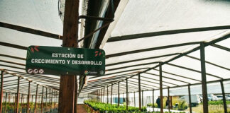En lo que va del año los viveros municipales ya produjeron 9.300 plantas nativas de la ecorregión Delta