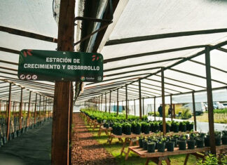 En lo que va del año los viveros municipales ya produjeron 9.300 plantas nativas de la ecorregión Delta