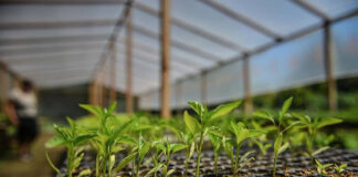 El influencer Felipe Castro realizará un curso de huerta agroecológica en Ingeniero Maschwitz