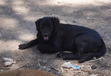 Los perros rescatados en Ingeniero Maschwitz ya están en condiciones de ser adoptados