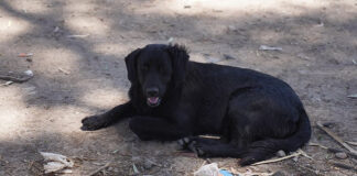 Los perros rescatados en Ingeniero Maschwitz ya están en condiciones de ser adoptados