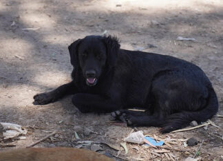 Los perros rescatados en Ingeniero Maschwitz ya están en condiciones de ser adoptados