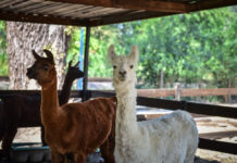 La Granja Don Benito y el Parque Aéreo Aventura vuelven a abrir sus puertas