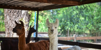 La Granja Don Benito y el Parque Aéreo Aventura vuelven a abrir sus puertas