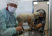 El Hospital Municipal de Zoonosis no solo salva vidas de perros y gatos