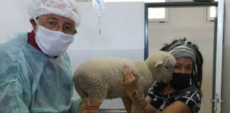 El Hospital Municipal de Zoonosis no solo salva vidas de perros y gatos