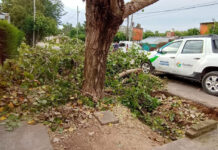 Cronograma semanal de recolección de ramas y podas