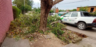 Cronograma semanal de recolección de ramas y podas