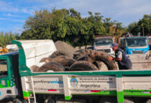 Escobar Sostenible: en lo que va del año, se reciclaron 3240 kilos de neumáticos en desuso provenientes de vehículos municipales