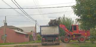 Recolección de ramas: cronograma para esta semana