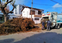 Cronograma del Sistema de Recolección de Ramas para esta semana