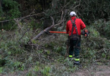Avanza el operativo de poda en altura en la vía pública del partido de Escobar