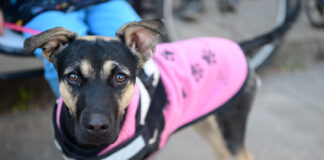 Zoonosis Escobar: nuevas jornadas gratuitas de castración y vacunación en las distintas localidades