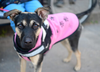 Zoonosis Escobar: nuevas jornadas gratuitas de castración y vacunación en las distintas localidades