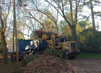 Cronograma del sistema municipal de recolección de ramas para esta semana