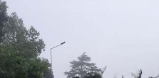 Cronograma del sistema municipal de recolección de ramas para esta semana