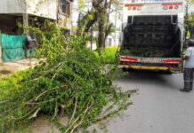 Cronograma del sistema municipal de recolección de ramas para esta semana