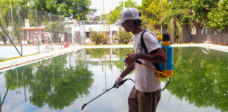 Dengue: consultá el cronograma semanal de bioeliminación de larvas de mosquito