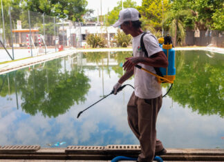 Dengue: consultá el cronograma semanal de bioeliminación de larvas de mosquito