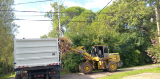 Cronograma del sistema municipal de recolección de ramas para esta semana