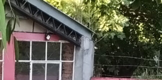 Zoonosis Escobar: exitoso rescate de un ciervo de los pantanos