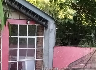 Zoonosis Escobar: exitoso rescate de un ciervo de los pantanos