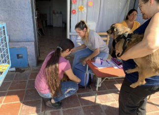 Zoonosis: continúan las jornadas gratuitas de castración en los barrios de Escobar