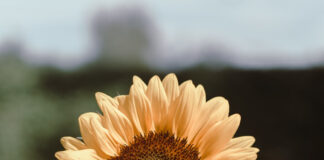 Fiesta Nacional de la Flor: los motivos de la elección del girasol como ícono del evento