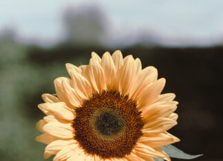 Fiesta Nacional de la Flor: los motivos de la elección del girasol como ícono del evento