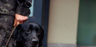 Murió Zeus, un perro ícono de la Brigada K-9 de la Policía Municipal