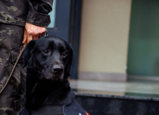 Murió Zeus, un perro ícono de la Brigada K-9 de la Policía Municipal