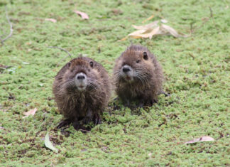 La Reserva Natural de Maschwitz suma biodiversidad con la llegada de coipos y comadrejas