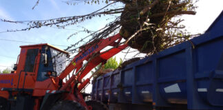 Cronograma del sistema municipal de recolección de ramas para esta semana