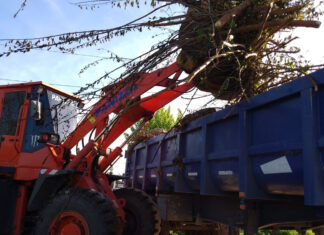 Cronograma del sistema municipal de recolección de ramas para esta semana